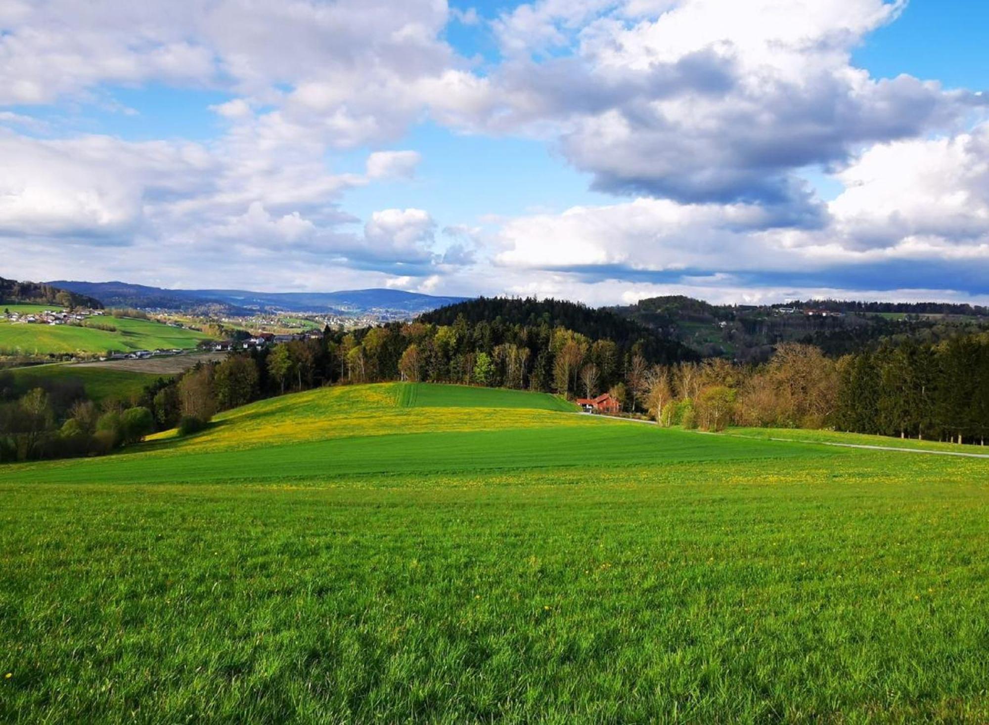 Ferienwohnung Am Woid - Herrliche Alleinlage - Vegane Einrichtung Waldkirchen Zewnętrze zdjęcie